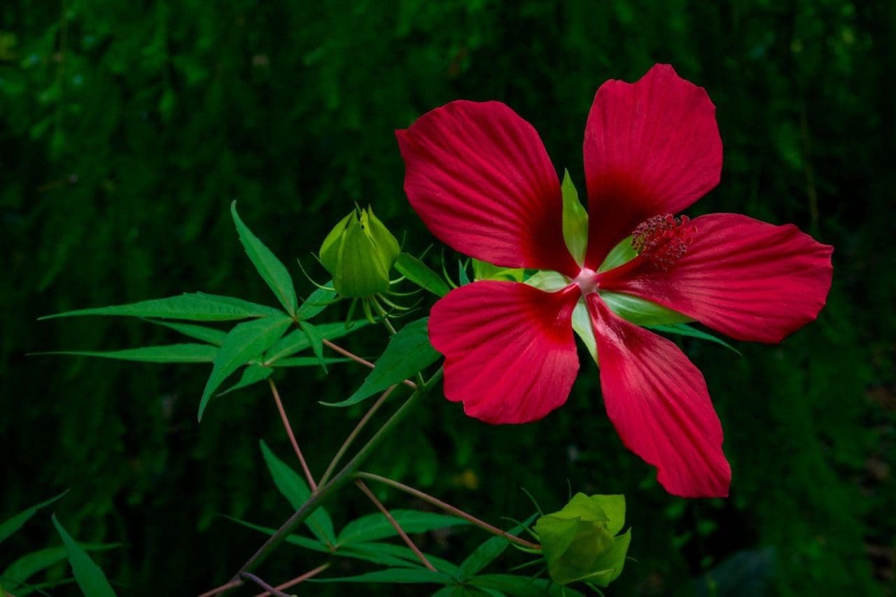 How To Grow And Care For Texas Star Hibiscus