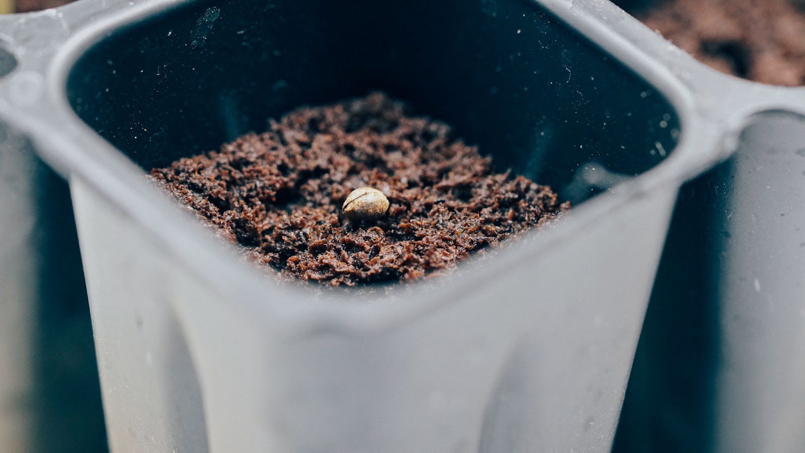 an ungerminated seed on top of soil