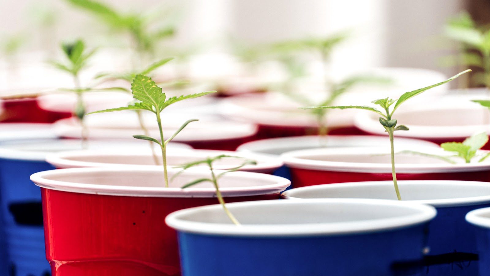 newly transferred young marijuana plant in pots