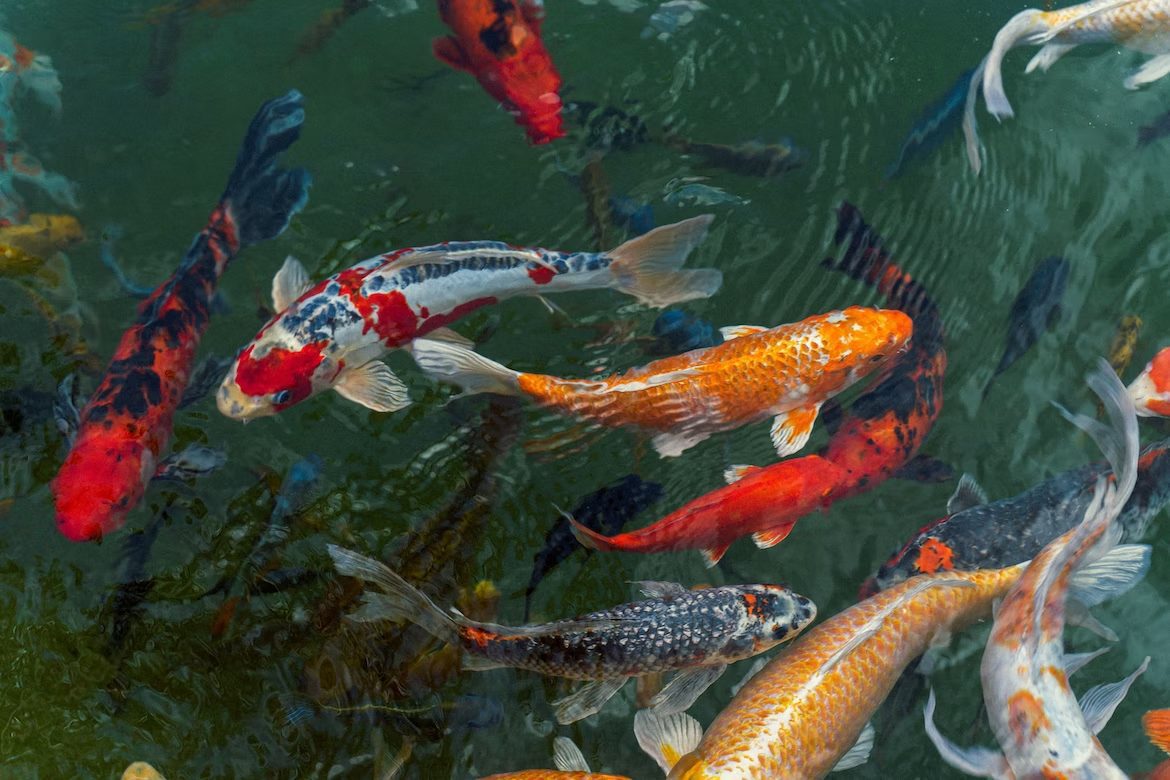 koi fishes swimming in pond