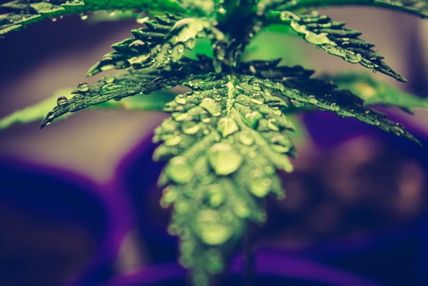 closeup of water dews on cannabis leaf