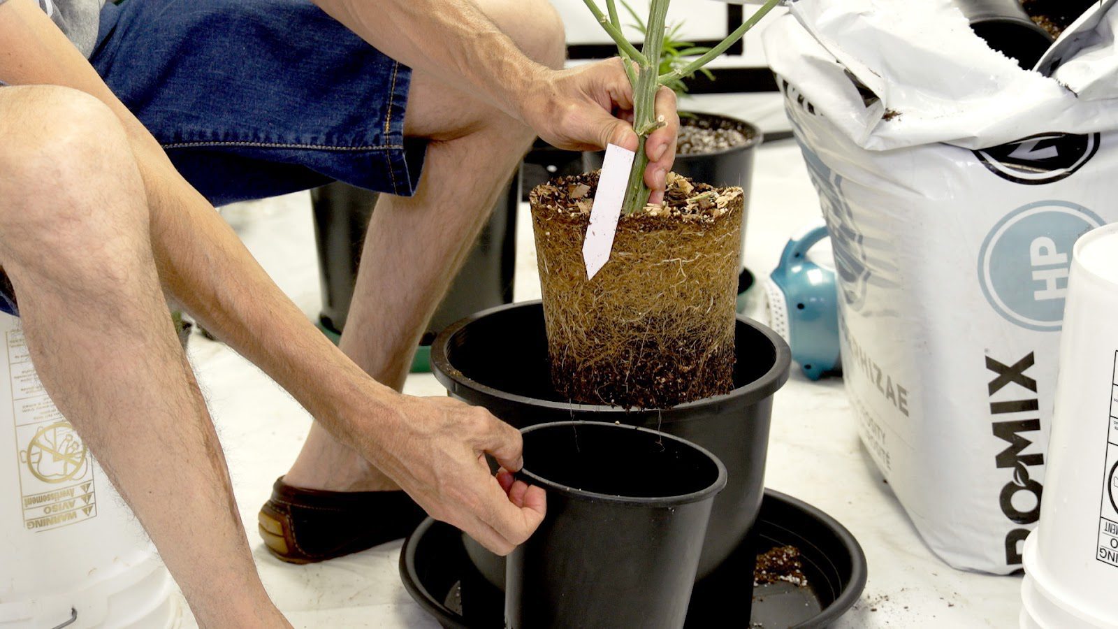 transplanting cannabis seedling