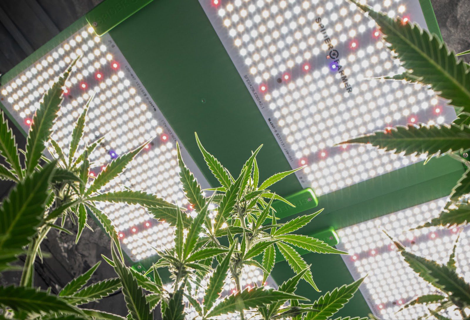 bottom shot of cannabis plant showing LED lamps