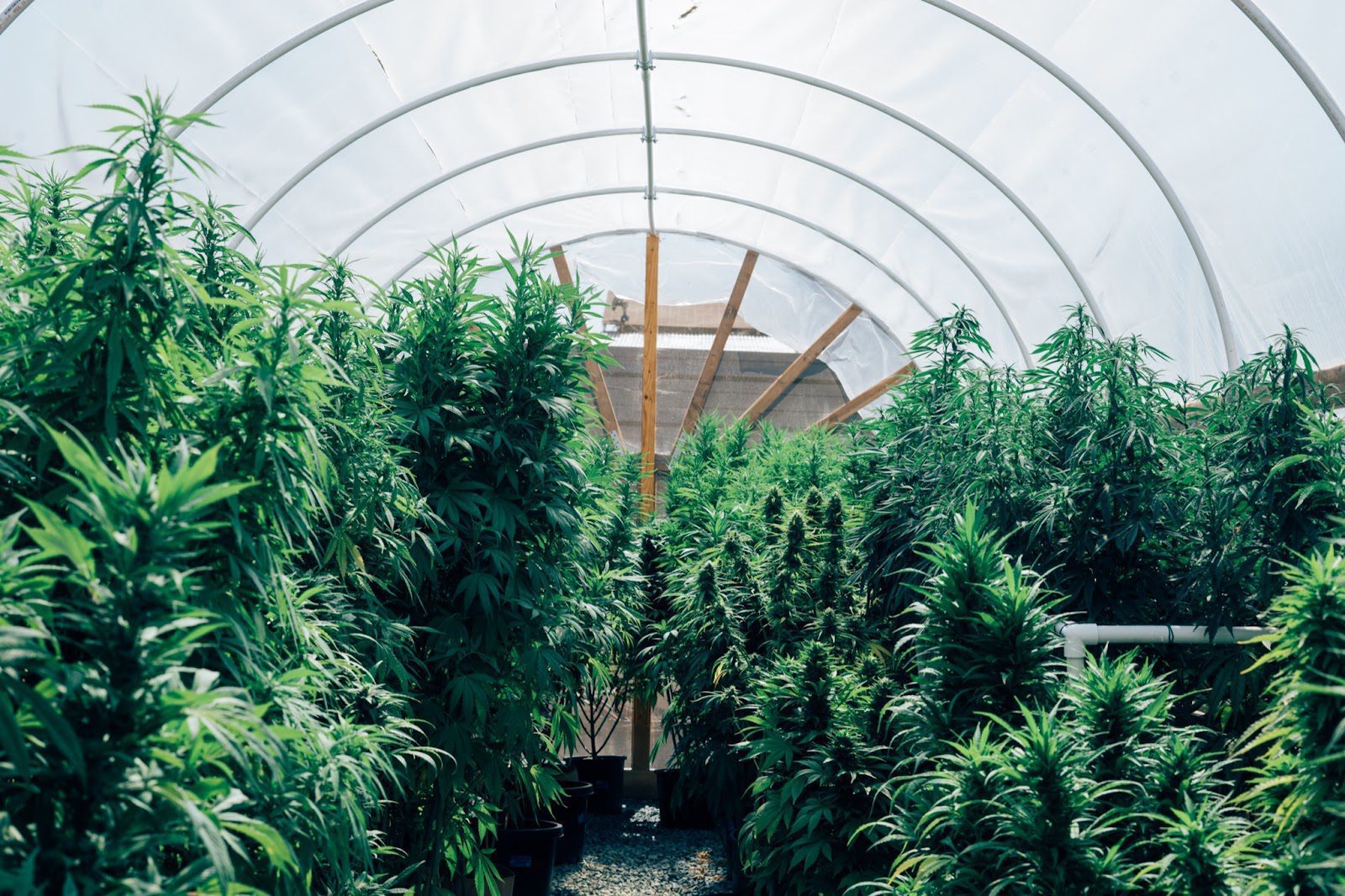 growing marijuana inside a greenhouse