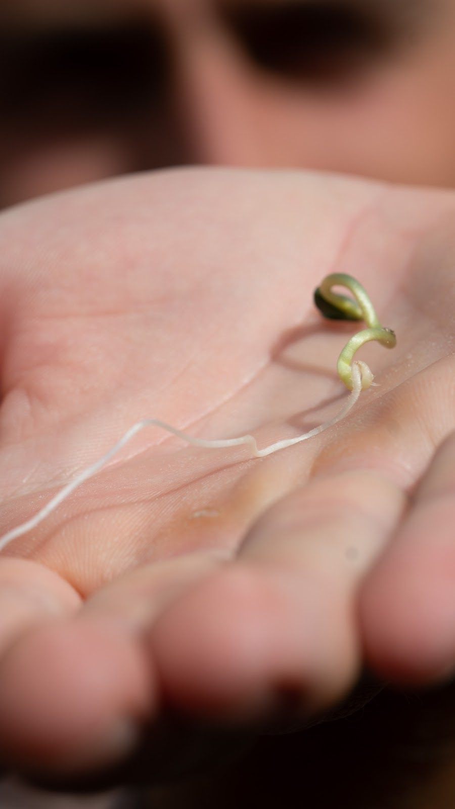 germinating seed in a palm