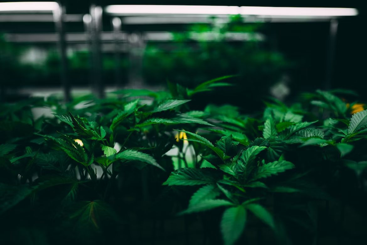 vegetative stage of indoor cannabis plant