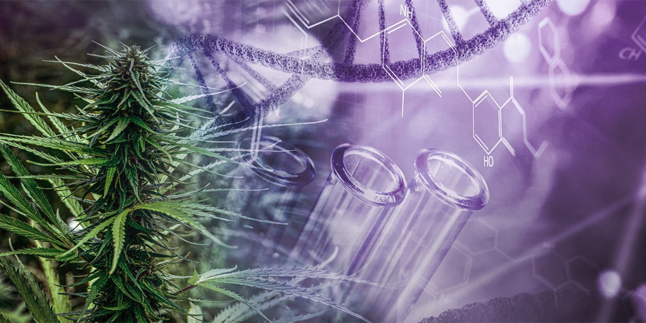 a cannabis plant with test tubes and chemical compounds as background