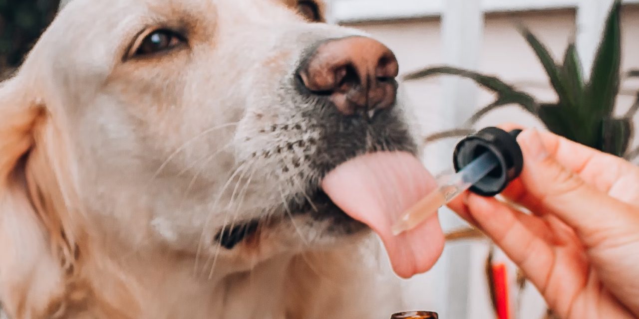 wiping a CBD oil into dog's tongue