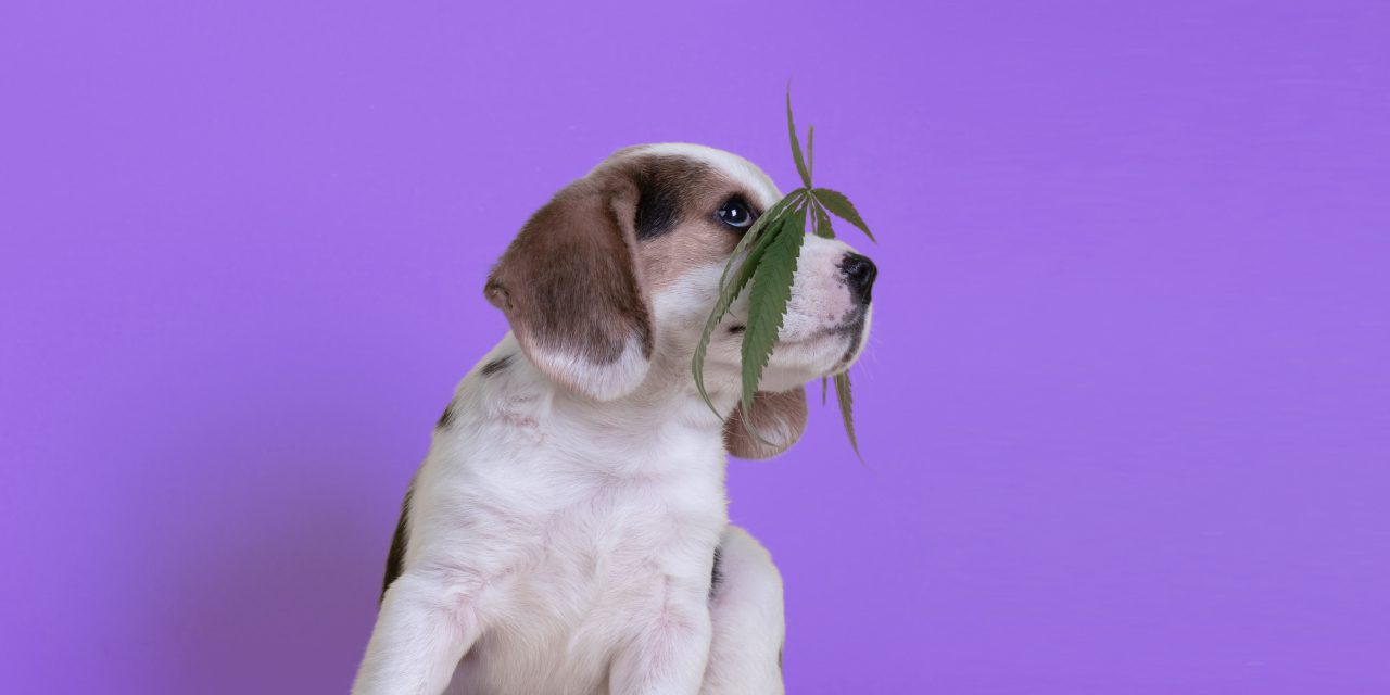 a puppy with marijuana leaf over the nose