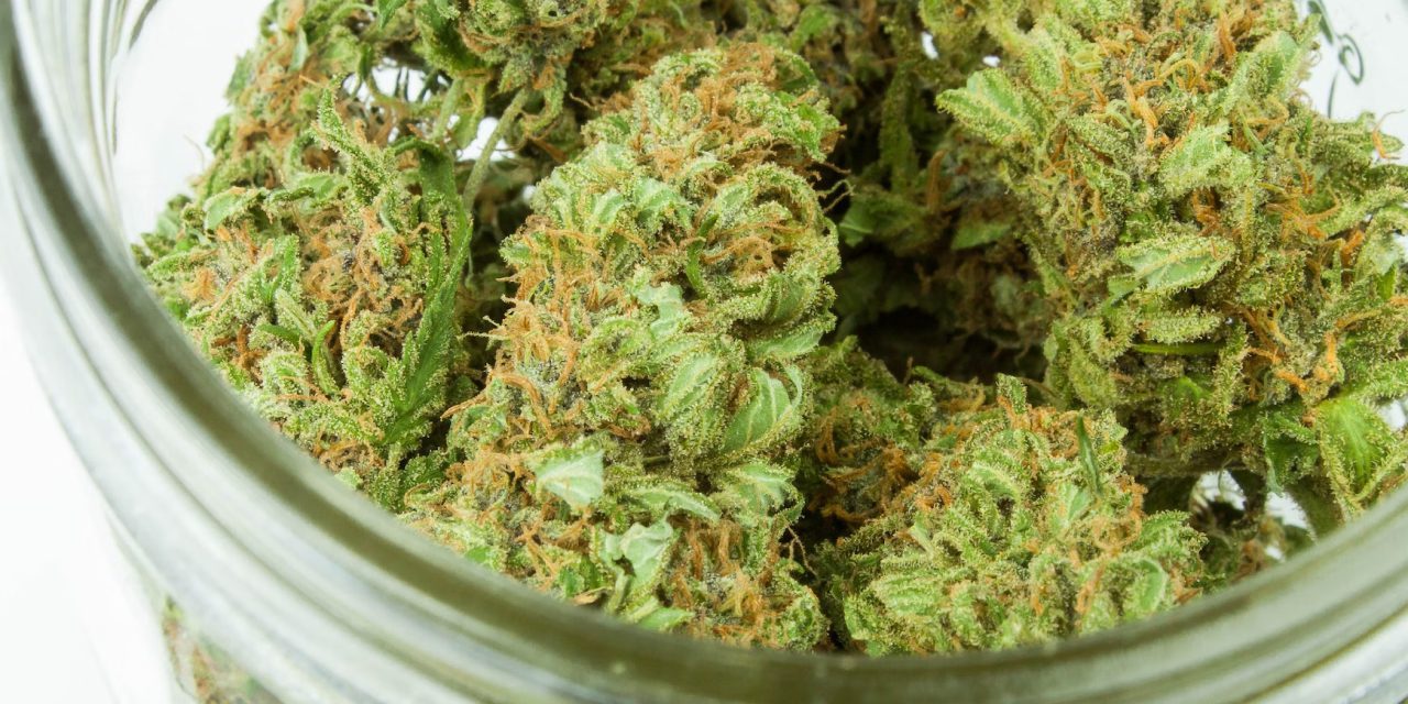 cannabis flowers in a jar